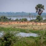 Murchison Falls of Uganda