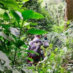 Bwindi Nature Walk