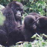 Bwindi Gorillas