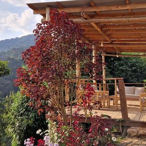 Bweza Lodge