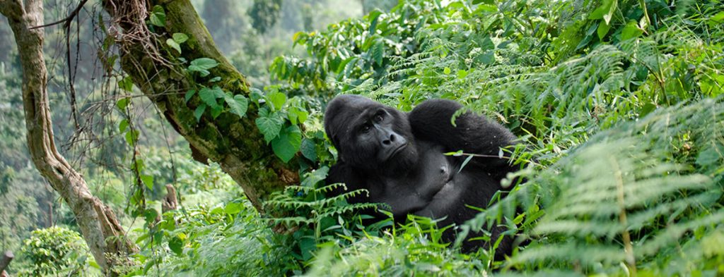 Bwindi Day Trip