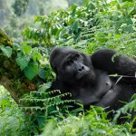 Bwindi Day Trip