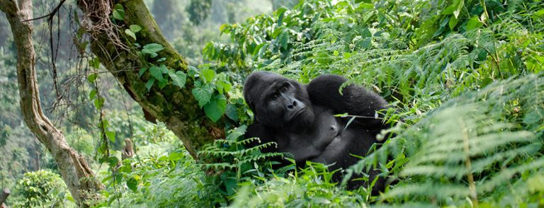 Bwindi Day Trip