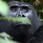 Bwindi Flyin Gorilla Safari