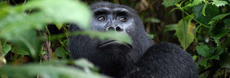 Bwindi Flyin Gorilla Safari