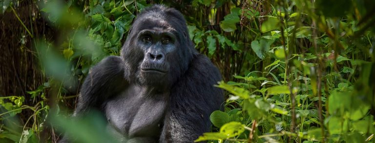 Bwindi Gorilla Tour