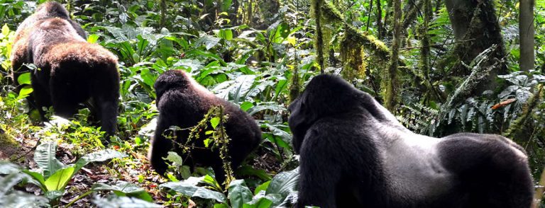 Bwindi Gorilla Trekking