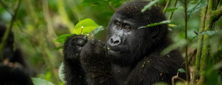 Bwindi Gorilla Trekking Trip
