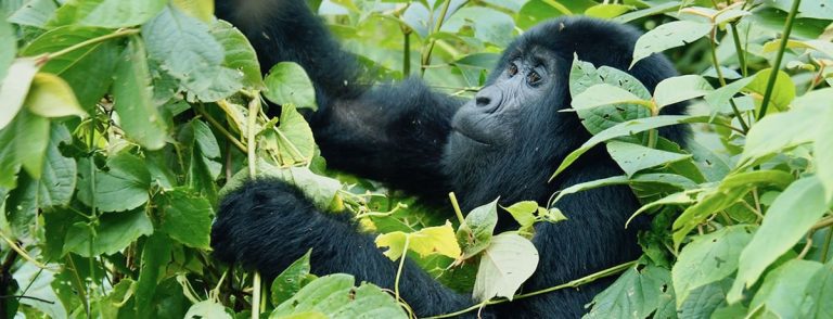 Gorilla Habituation Experience