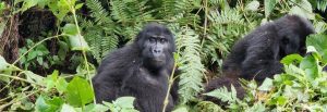Gorilla Trek