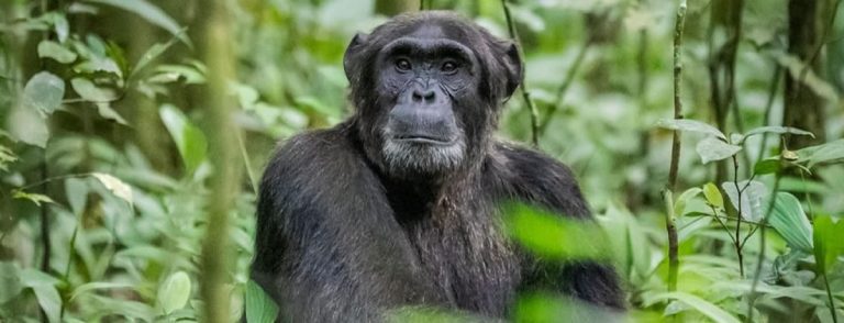 Kibale Chimpanzee Safari