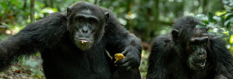 Kibale Chimpanzee Tour