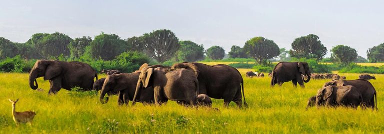 Queen Elizabeth Elephants