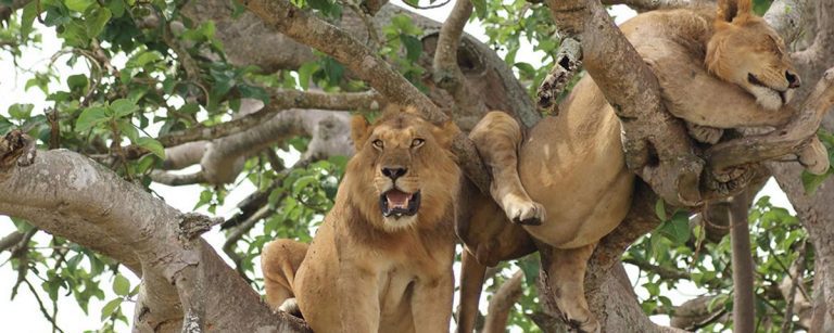 Tree Climbing Lions of Ishasha