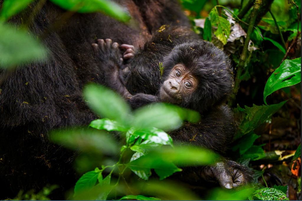 newborn baby gorilla