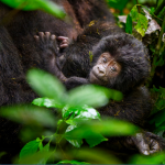 newborn baby gorilla